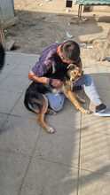 LISANA, Hund, Mischlingshund in Rumänien - Bild 18