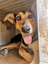LISANA, Hund, Mischlingshund in Rumänien - Bild 9