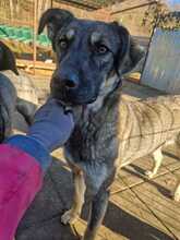 BIGGI, Hund, Mischlingshund in Rumänien - Bild 4