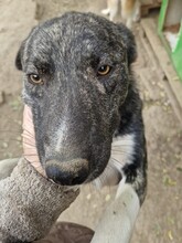 PINO, Hund, Mischlingshund in Rumänien - Bild 6