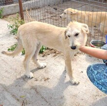 CLA, Hund, Mischlingshund in Rumänien - Bild 2