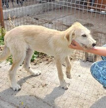 CLA, Hund, Mischlingshund in Rumänien - Bild 9