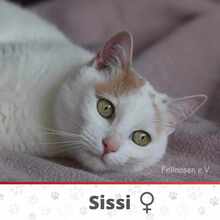 SISSI, Katze, Europäisch Kurzhaar in Bulgarien - Bild 1