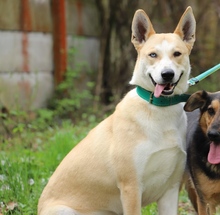 ROCKY, Hund, Siberian Husky-Mix in Slowakische Republik - Bild 2