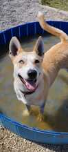 ROCKY, Hund, Siberian Husky-Mix in Slowakische Republik - Bild 3