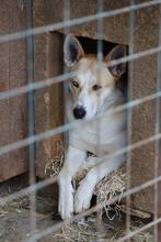 ROCKY, Hund, Siberian Husky-Mix in Slowakische Republik - Bild 5