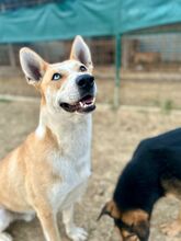 ROCKY, Hund, Siberian Husky-Mix in Slowakische Republik - Bild 6