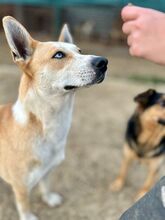 ROCKY, Hund, Siberian Husky-Mix in Slowakische Republik - Bild 7