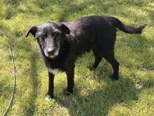 SIGMUND, Hund, Terrier-Schnauzer-Mischling in Ungarn