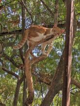 LILI, Katze, Europäisch Kurzhaar in Griechenland - Bild 5