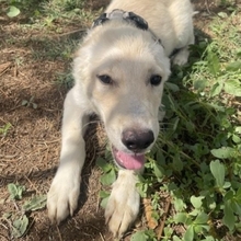 KALLE, Hund, Mischlingshund in Griechenland - Bild 9