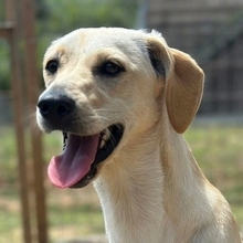 MIMOZA, Hund, Mischlingshund in Griechenland