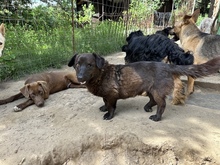 BROWNIE, Hund, Mischlingshund in Ungarn - Bild 3