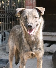 ELINA, Hund, Mischlingshund in Rumänien - Bild 3