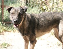 ELINA, Hund, Mischlingshund in Rumänien - Bild 4