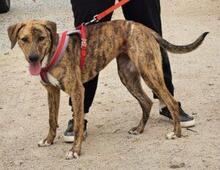 ANNABELLA, Hund, Segugio Italiano-Mix in Italien