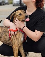 ANNABELLA, Hund, Segugio Italiano-Mix in Italien - Bild 10