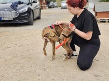 ANNABELLA, Hund, Segugio Italiano-Mix in Italien - Bild 12