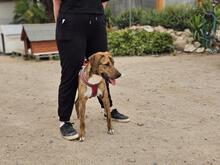 ANNABELLA, Hund, Segugio Italiano-Mix in Italien - Bild 2