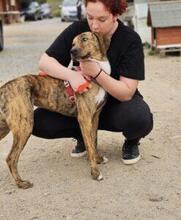 ANNABELLA, Hund, Segugio Italiano-Mix in Italien - Bild 3