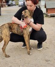 ANNABELLA, Hund, Segugio Italiano-Mix in Italien - Bild 9