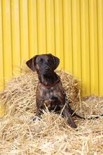 REX2, Hund, Mischlingshund in Slowakische Republik - Bild 3