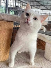HOMERO, Katze, Europäisch Kurzhaar in Spanien - Bild 9