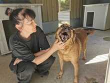 OTTO, Hund, Mischlingshund in Italien - Bild 3