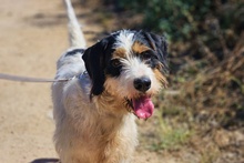 PANTALONE, Hund, Spinone Italiano-Mix in Italien - Bild 1