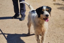 PANTALONE, Hund, Spinone Italiano-Mix in Italien - Bild 2