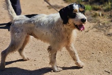 PANTALONE, Hund, Spinone Italiano-Mix in Italien - Bild 3