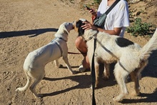 PANTALONE, Hund, Spinone Italiano-Mix in Italien - Bild 4