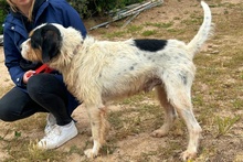 PANTALONE, Hund, Spinone Italiano-Mix in Italien - Bild 7