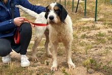 PANTALONE, Hund, Spinone Italiano-Mix in Italien - Bild 8