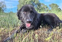 SUSA, Hund, Flat Coated Retriever-Mix in Italien - Bild 1