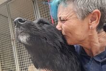 SUSA, Hund, Flat Coated Retriever-Mix in Italien - Bild 10