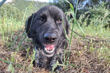 SUSA, Hund, Flat Coated Retriever-Mix in Italien - Bild 2
