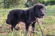 SUSA, Hund, Flat Coated Retriever-Mix in Italien - Bild 3