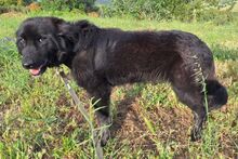 SUSA, Hund, Flat Coated Retriever-Mix in Italien - Bild 4