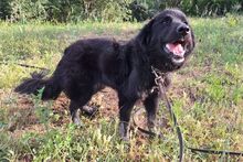 SUSA, Hund, Flat Coated Retriever-Mix in Italien - Bild 5