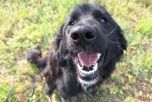 SUSA, Hund, Flat Coated Retriever-Mix in Italien - Bild 6