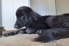 SUSA, Hund, Flat Coated Retriever-Mix in Italien - Bild 7