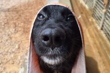 SUSA, Hund, Flat Coated Retriever-Mix in Italien - Bild 8