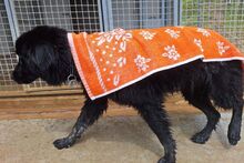 SUSA, Hund, Flat Coated Retriever-Mix in Italien - Bild 9