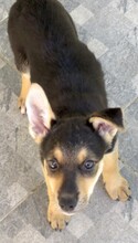 MATEO, Hund, Mischlingshund in Zypern - Bild 10