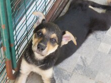 MATEO, Hund, Mischlingshund in Zypern - Bild 11