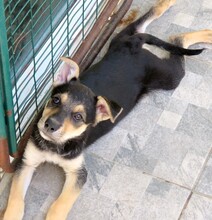 MATEO, Hund, Mischlingshund in Zypern - Bild 3