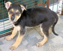 MATEO, Hund, Mischlingshund in Zypern - Bild 8