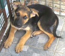 MARSHAL, Hund, Mischlingshund in Zypern - Bild 2