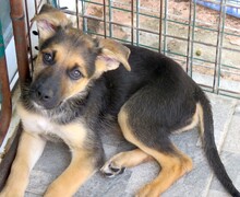 MARSHAL, Hund, Mischlingshund in Zypern - Bild 6